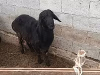 Bode, Cabras — foto 1