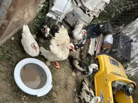 Ducks — الصورة 5