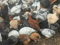 Chickens — photo 7
