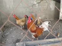 Chickens — foto 3