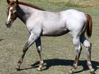 Madyan, Quarter Horse — foto 8
