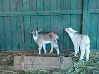 Ziegen (Partie, Geschlecht nicht angegeben), Saanen goat — Foto 8