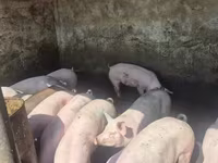 Boar, Pigs — photo 7