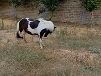 Mare, Horses — photo 2