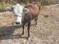गाय, मवेशी — फ़ोटो 1
