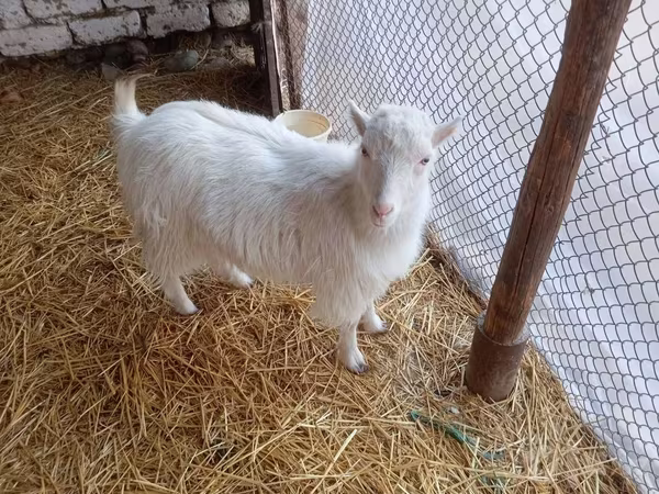 Коза, Saanen goat