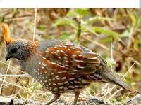 Königswachtel — Foto 3