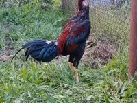 Chickens — foto 2