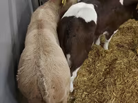 母牛, Simmental cattle — 照片 5