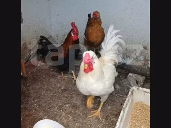 Chickens