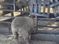 Ovce, Beltex sheep — foto 2