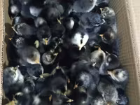 Chickens — फ़ोटो 2
