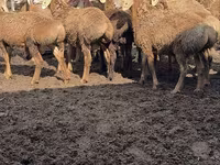 Qoç, Arashan sheep — foto 1