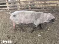 Knur, Świnie — zdjęcie 1