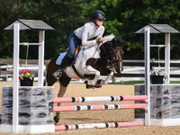 At, Pinto horses — foto 8