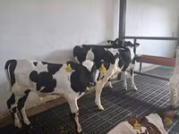 Býk, Russian Black pied cattle — foto 2