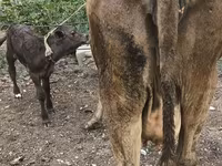 Krava, Simmental cattle — foto 4