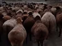 Qoç, Hissar sheep — foto 3