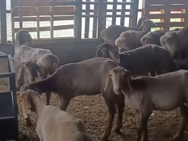 भेड़, Arashan sheep