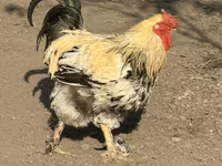 Çex Qızıl Alacalı Toyuq — foto 1