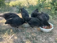 Australorp — photo 1