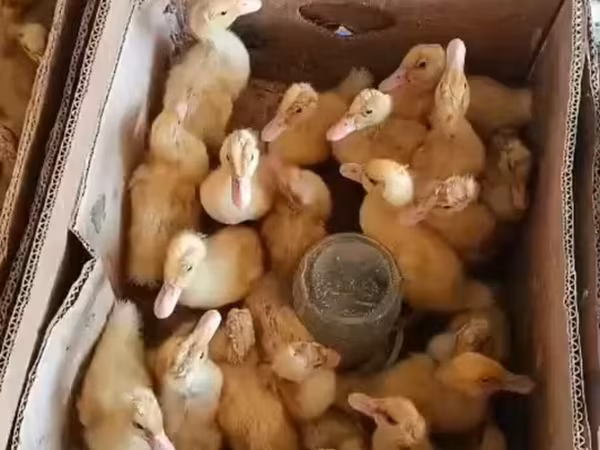 Ducks — Azerbaijan
