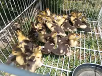 Ducks — photo 4