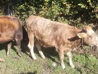 母牛, Simmental cattle — 照片 3