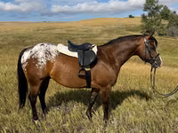 At, Horses of Sable Island — foto 4