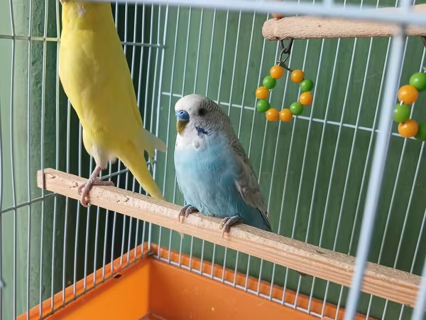 Dalmatin və sarı rəngli iki dalğıç papuqay (büdcəri) ilə birlikdə