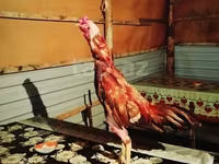 Chickens — photo 3