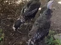 Turkeys — الصورة 2