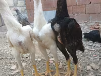 Chickens — photo 8