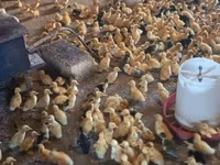 Ducks — foto 5