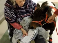Horse (M), Miniature horse — photo 3