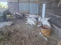 Slovenian Silver Hen — foto 5