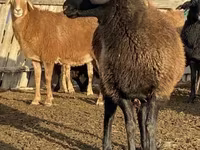 Вівця, Edilbay sheep — фото 1
