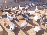 Ducks — 照片 1