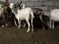 Koza, Saanen goat — foto 1