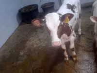 İnək, Simmental cattle — foto 1