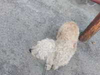 Kiçik ölçülü, qıvırcıq tüklü it üçün gəzinti kəməri və kaman komplekti — الصورة 3