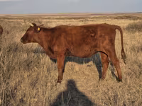 Cow, Latvian Blue cattle — photo 3
