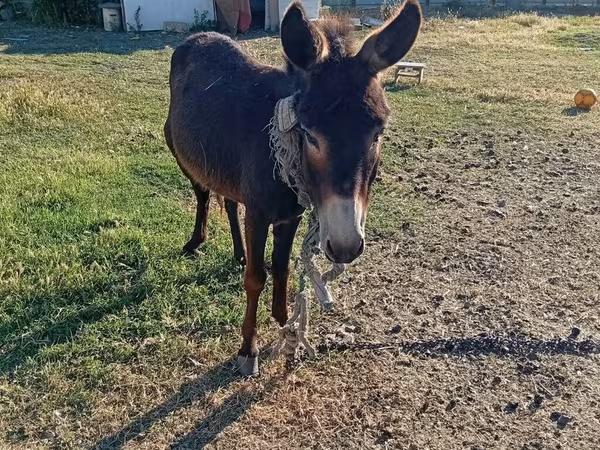 Horse (M), Horses — Azerbaijan