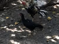 Chickens — الصورة 3