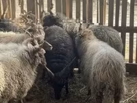 公羊, Racka sheep — 照片 2