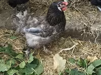 Brahma — photo 6