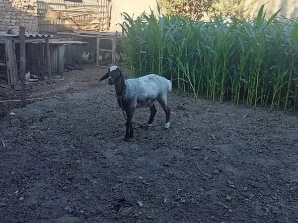 Qoç, Blackheaded Persian sheep