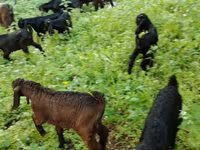 Billy Goat, Goats — photo 2