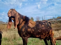 Kozel, Kamori goats — foto 8