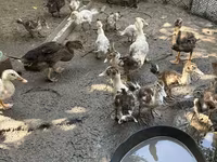 Ducks — الصورة 5